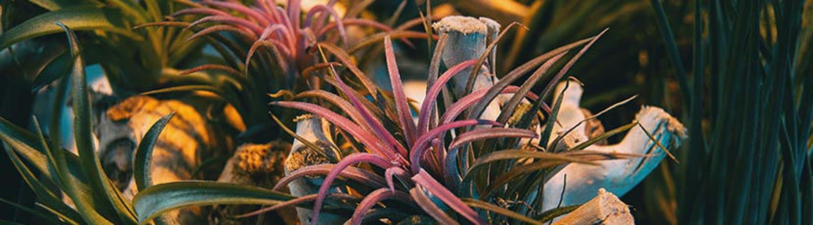 Tillandsia : entretien et compositions